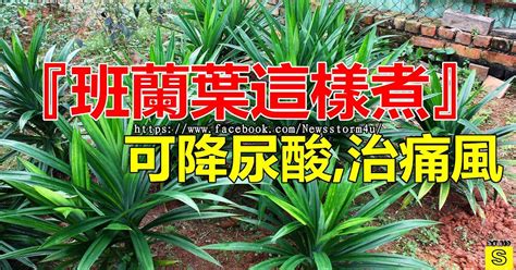 班蘭葉種植方法|【班蘭葉種植方法】揭密班蘭葉種植秘訣：擺脱種不活。